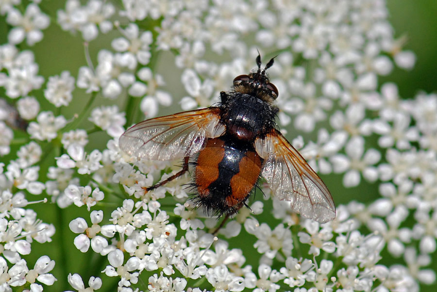 Tachinidae: Tachina magnicornis